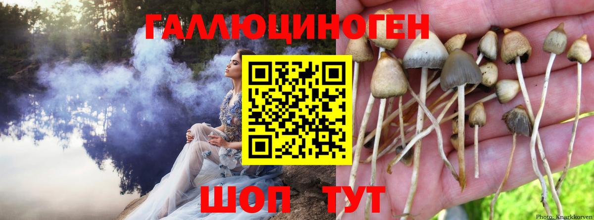 Галлюциногенные грибы Psilocybine cubensis Звенигород